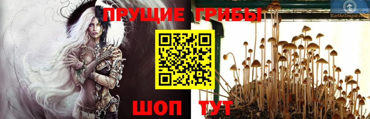 Псилоцибиновые грибы Psilocybe Печора